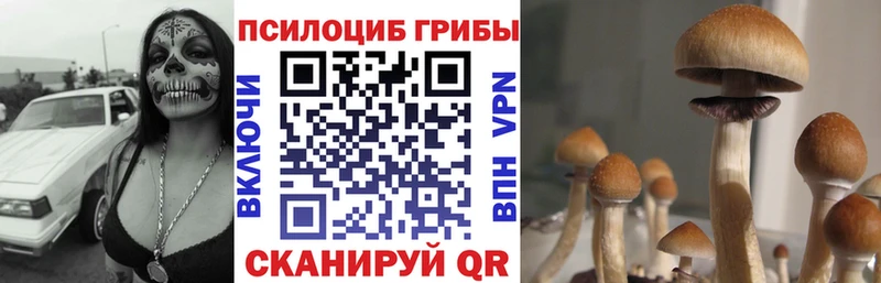 Галлюциногенные грибы мицелий  продажа наркотиков  Ивангород 